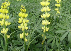 Lupine